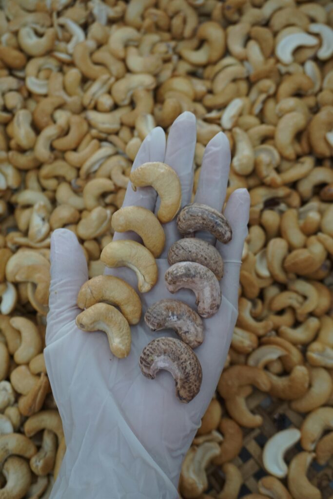 A gloved hand holds cashew nuts against a background of scattered nuts.